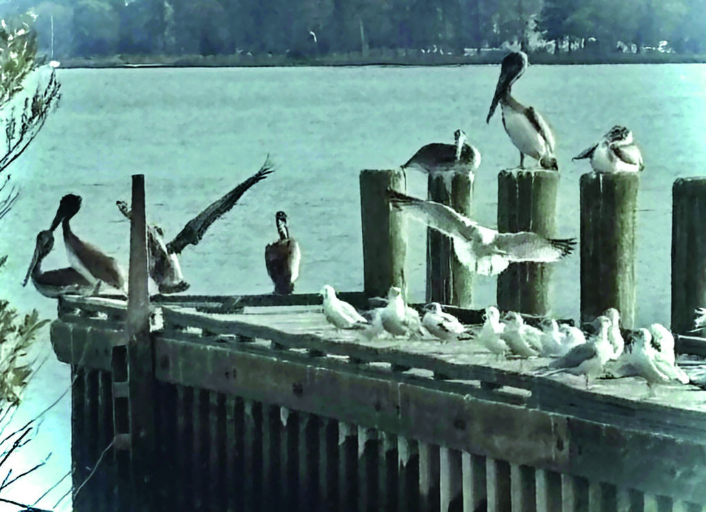 birds gurganus