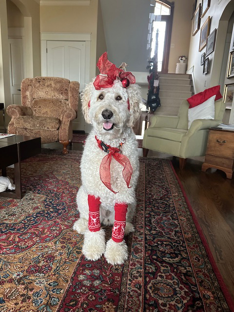 eddie the dog