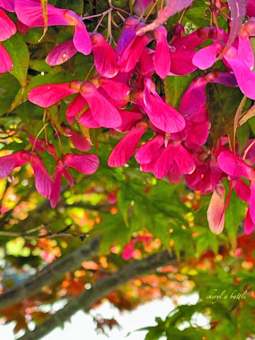 flower battle
