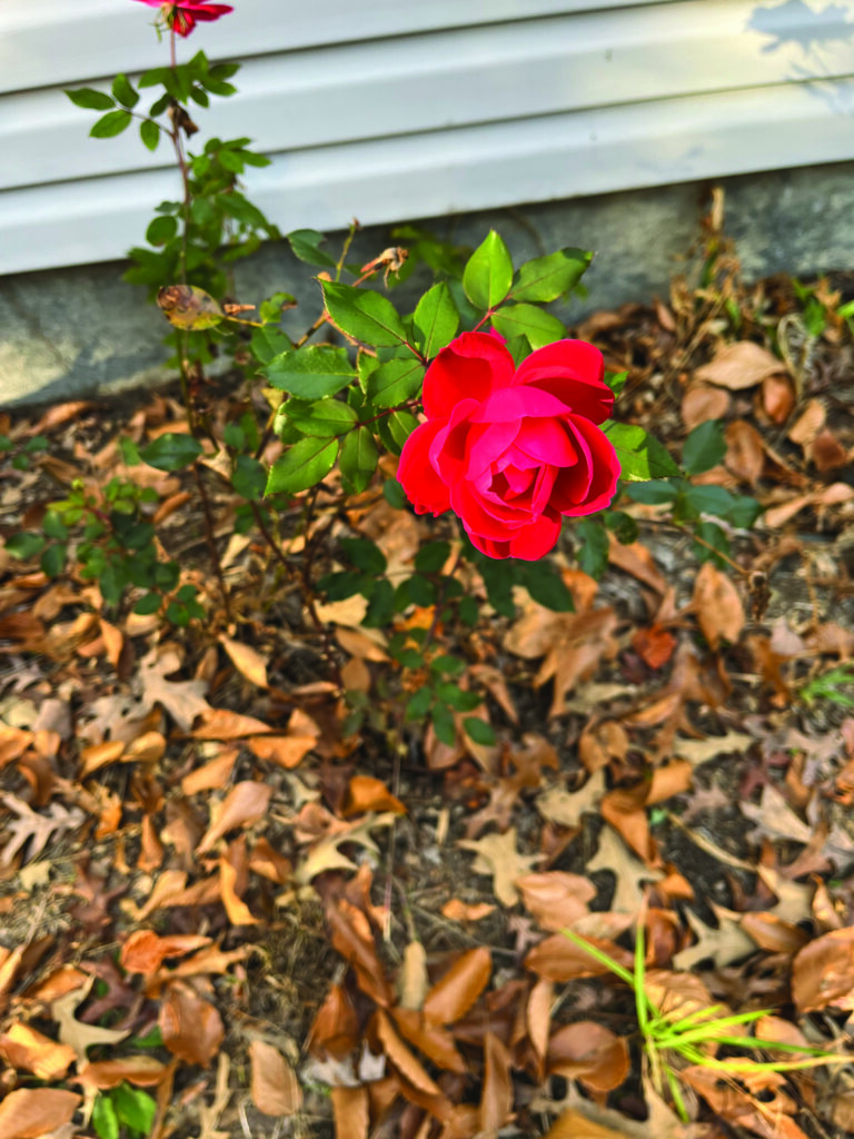 flower harper