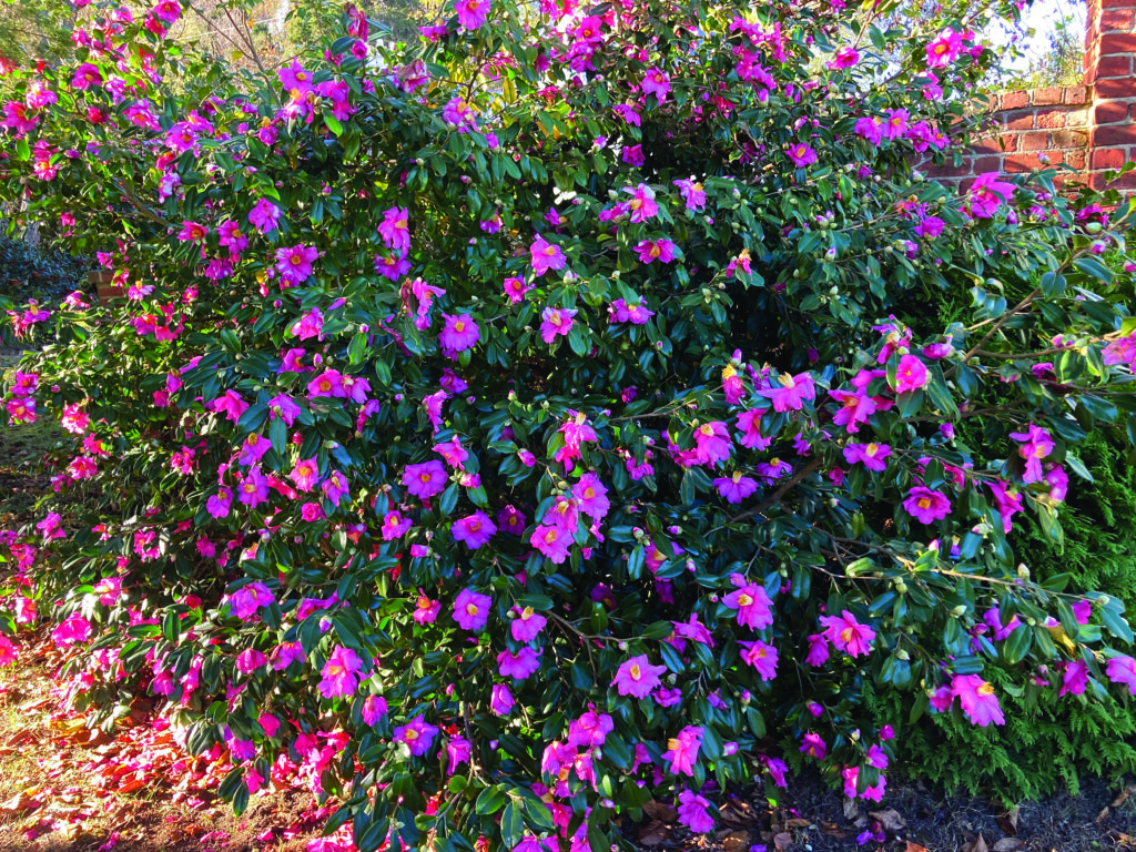 flower mckinnon