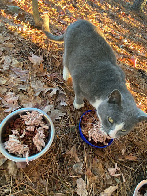 gloucester community cats 1