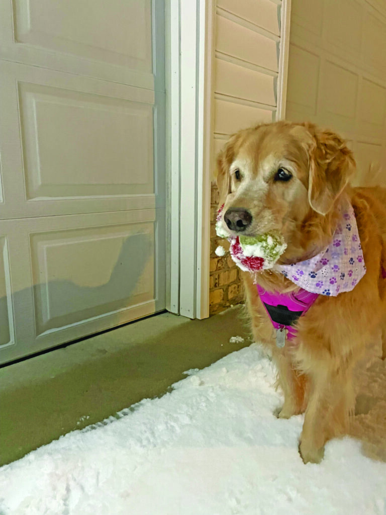 snow bunting caroline