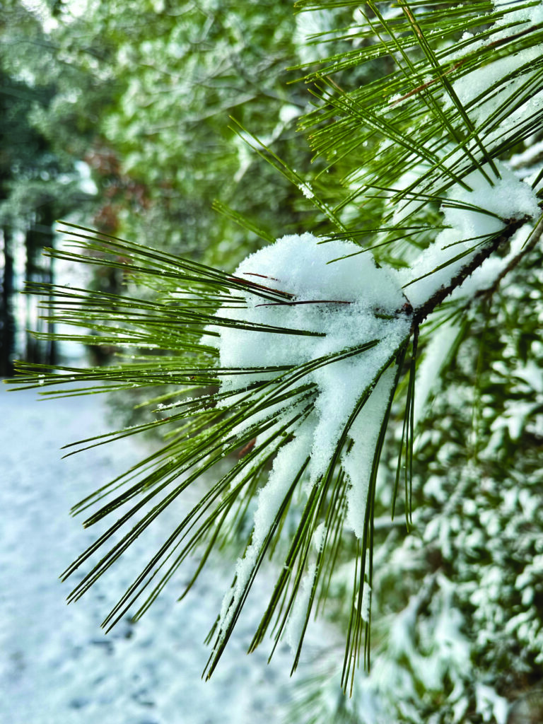 snow tjossem another