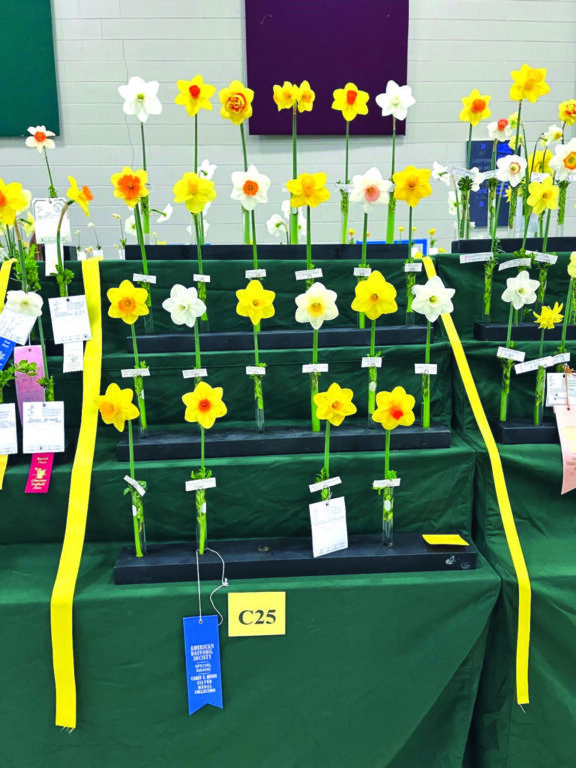 community 2025 gloucester daffodil show