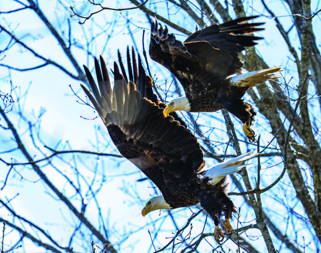 eagle waldrop