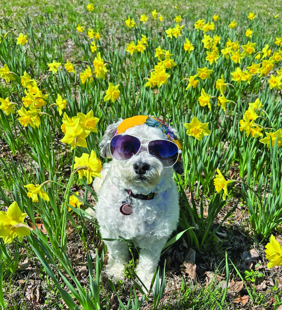 flower dog mills