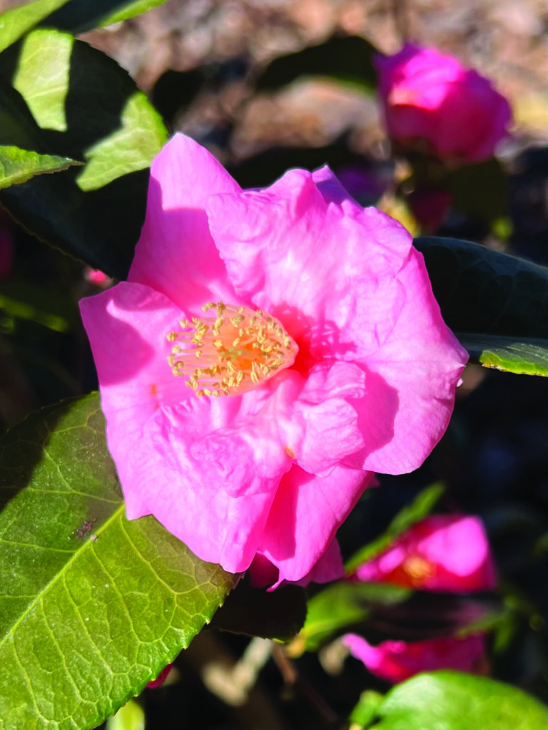 Camellia hybrid Isaribi