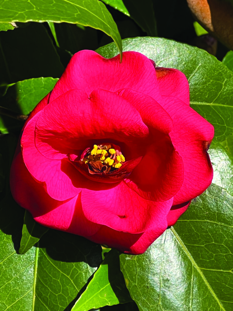 flower hubbard Camellia japonica Rose Hill Ref