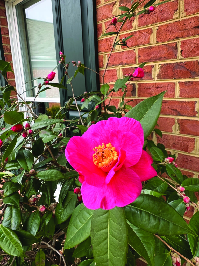 flower hubbard Camellia sasanqua Crimson Candle