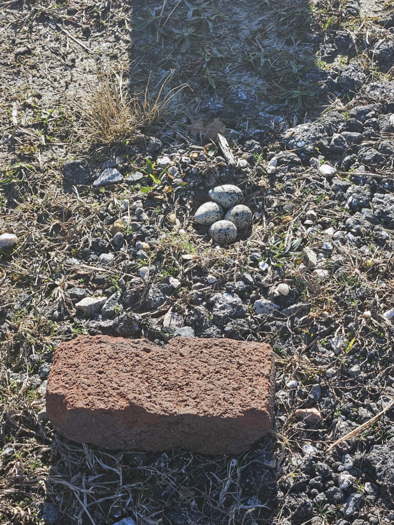 nest mulligan 1