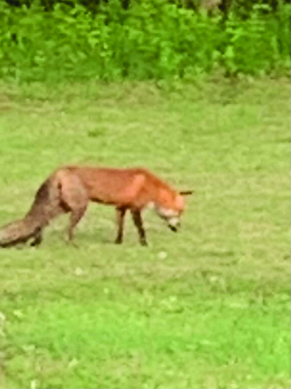 animal carolyn hogge