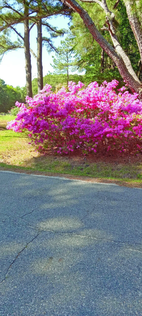 azalea terry hudgins