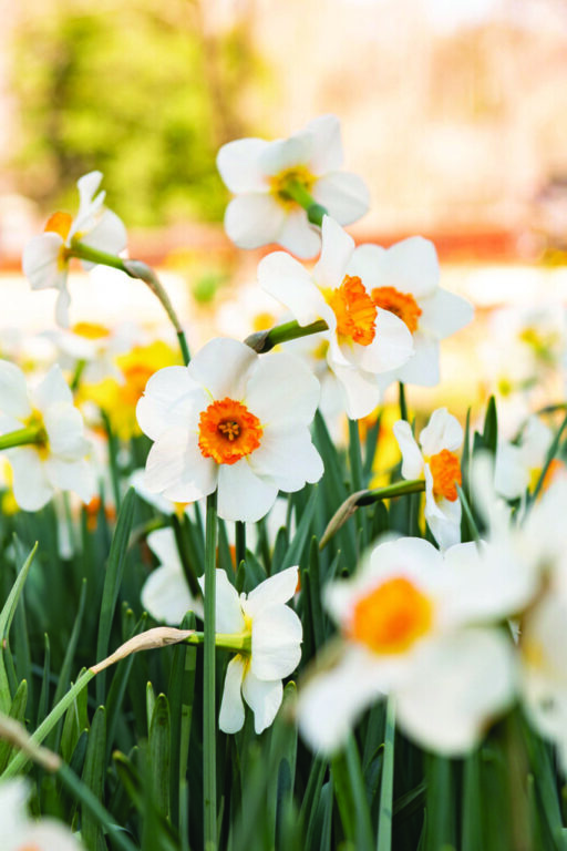 daffodil brent and beckys