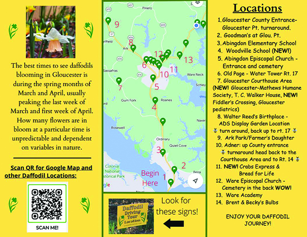 daffodil driving tour