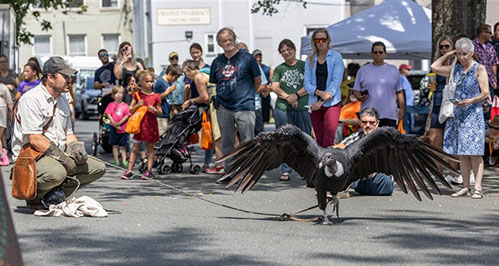 events library raptors