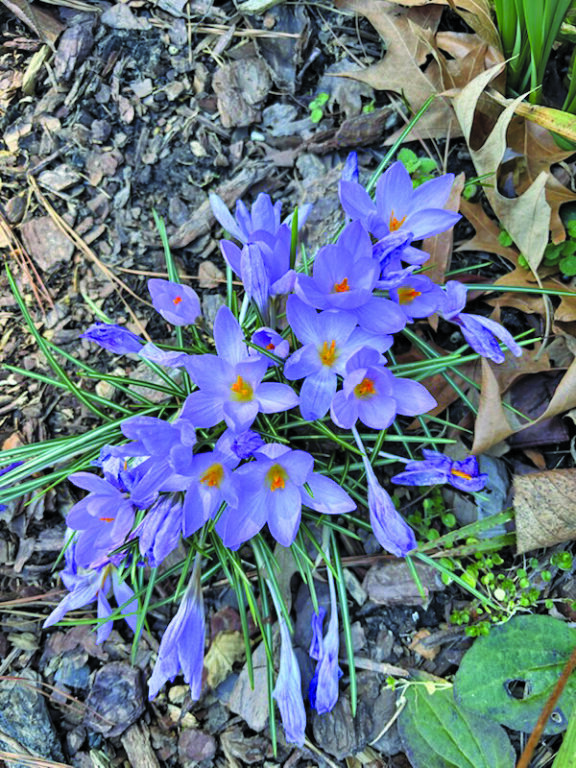 flower dalgety 3