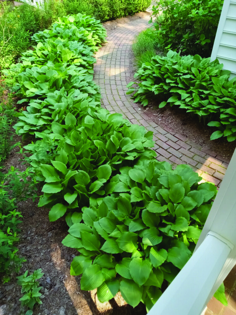 flower gardner Empress Wu hosta