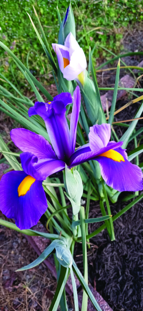 flower martha hudgins