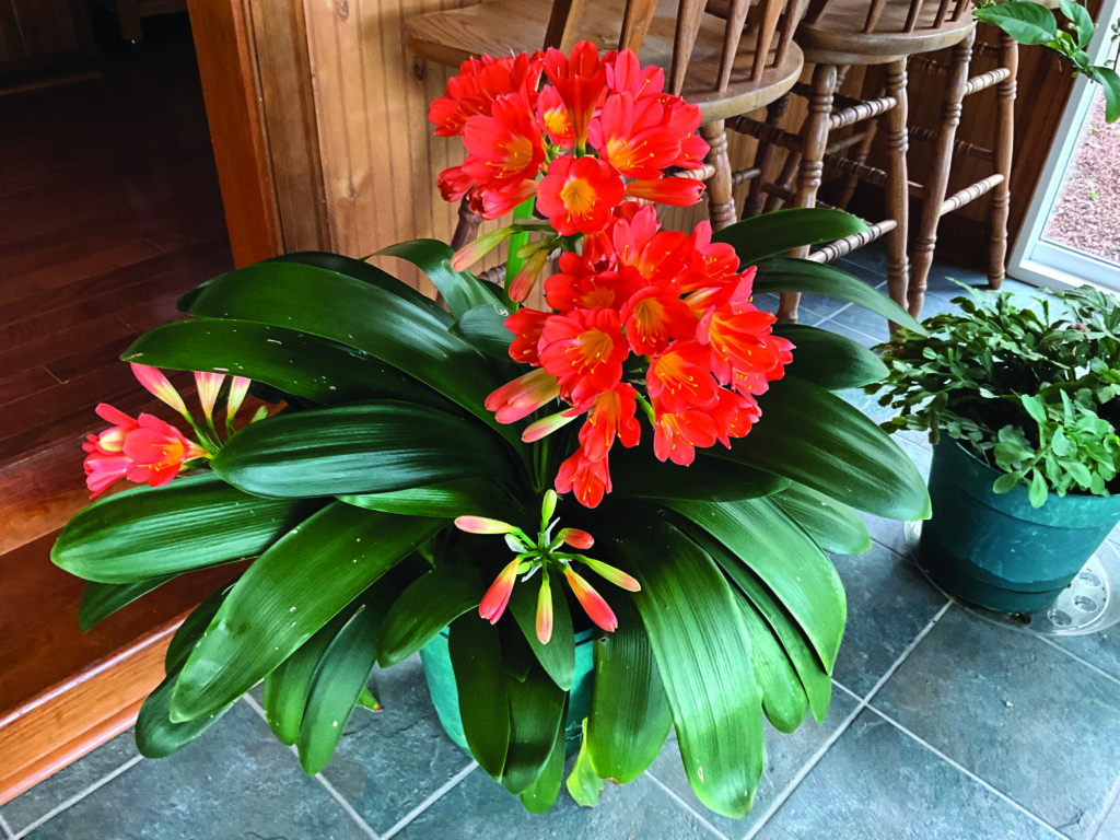 flower moughon 2