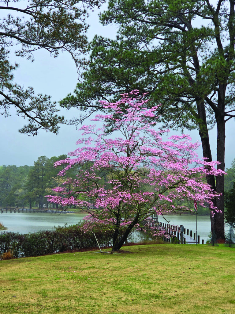 flower reed lawson pink dogwood