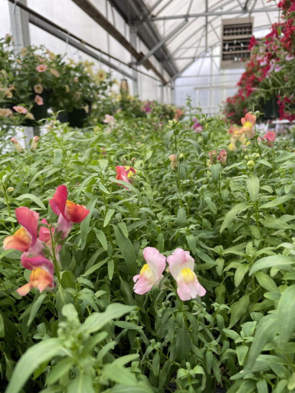 schools ghs plant sale
