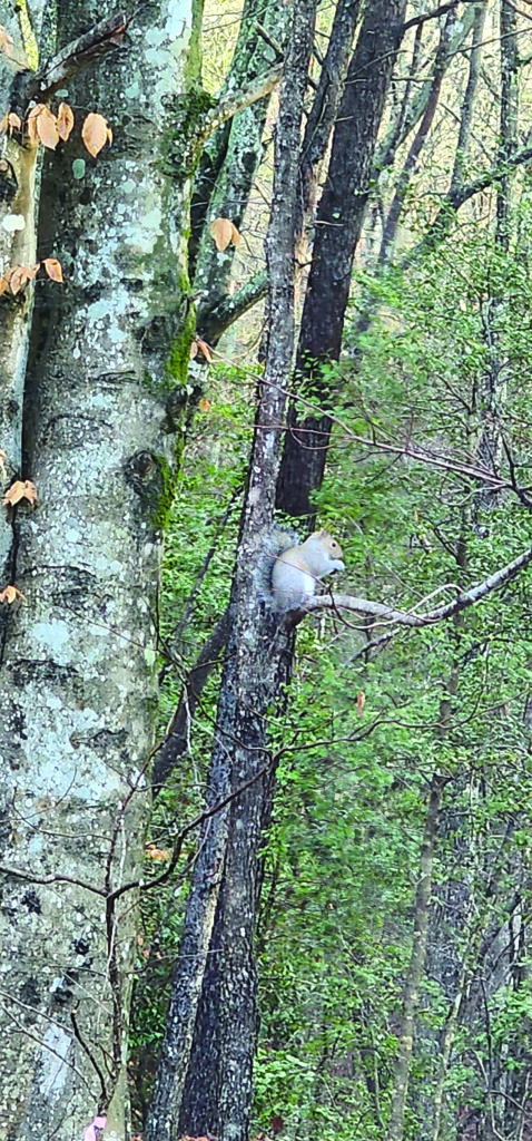 squirrel bauer