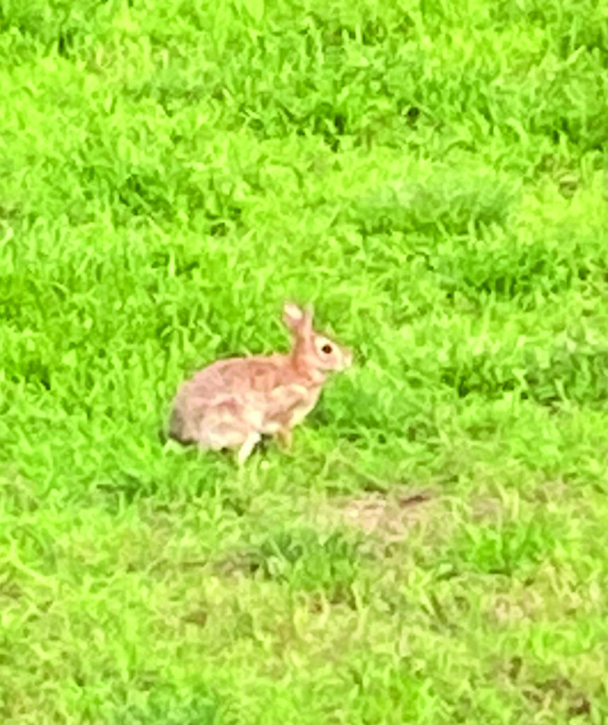 bunny holt