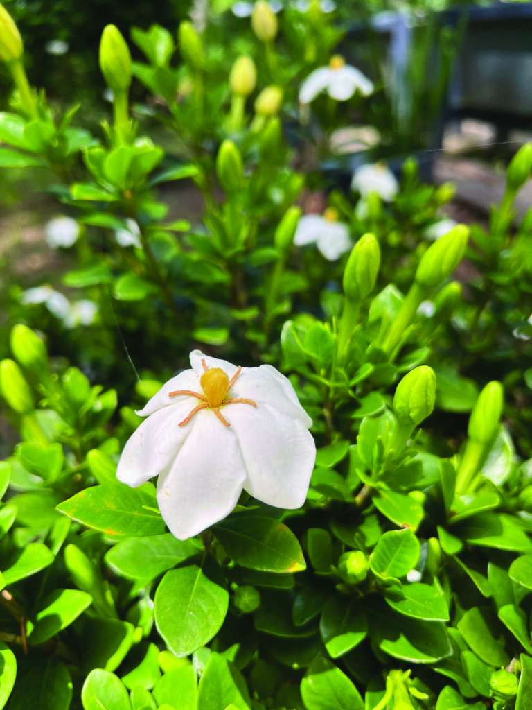 flower borja