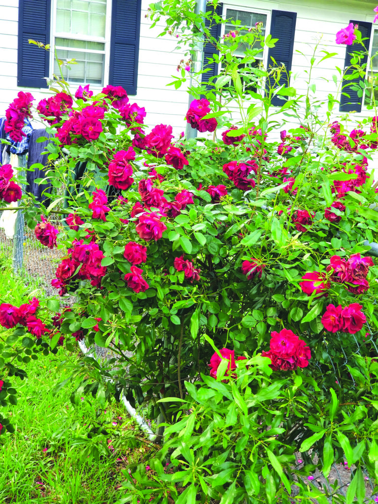 flower dunn
