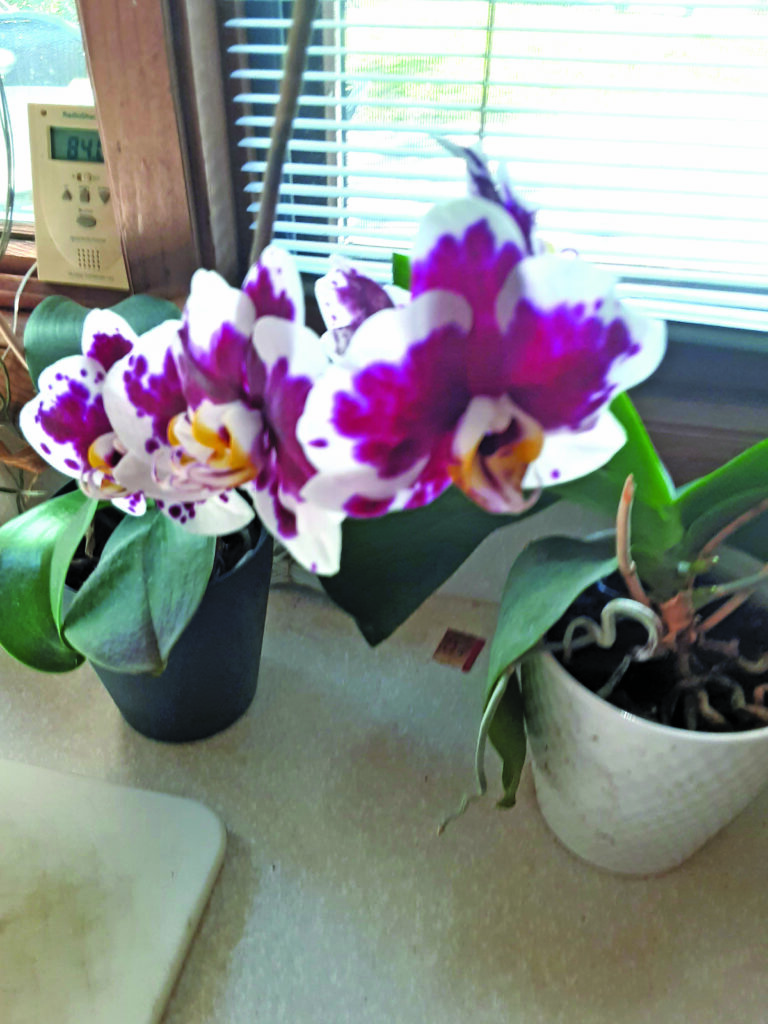 flower hudgins
