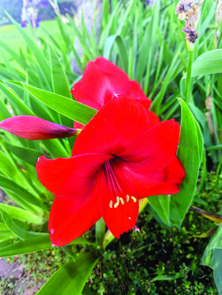 flower jagger
