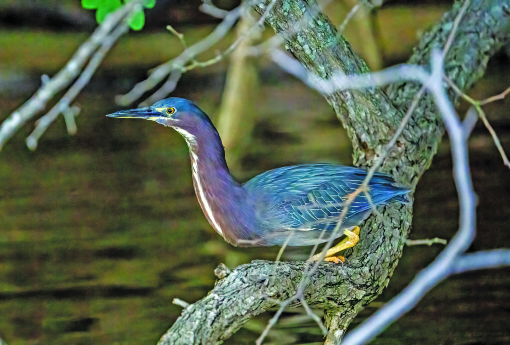 green heron