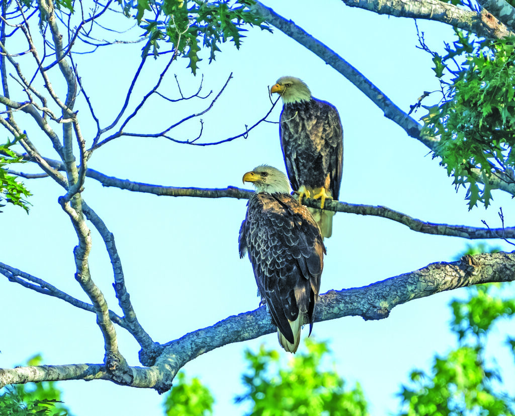 mated pair female is the larger bird