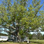 mathews large swamp chestnut oak 1