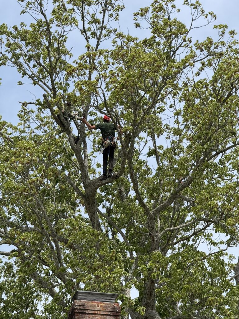 mathews large swamp chestnut oak 2