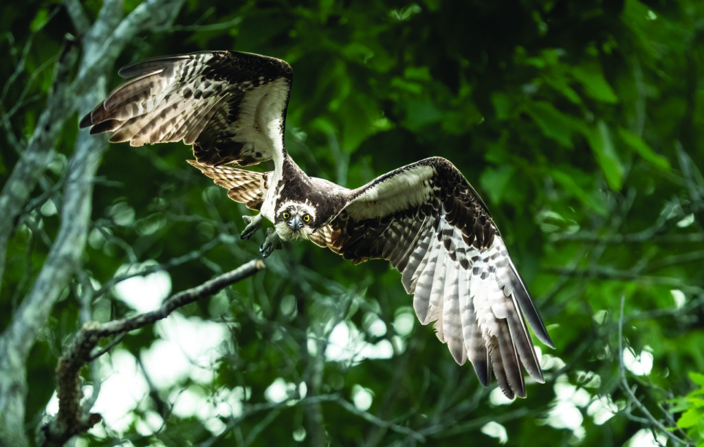 osprey