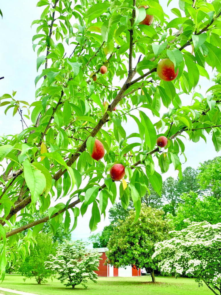 peaches nuttall
