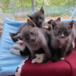 pet page GMHS
