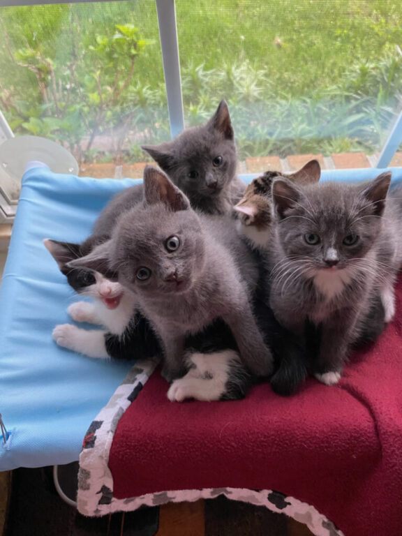 pet page GMHS