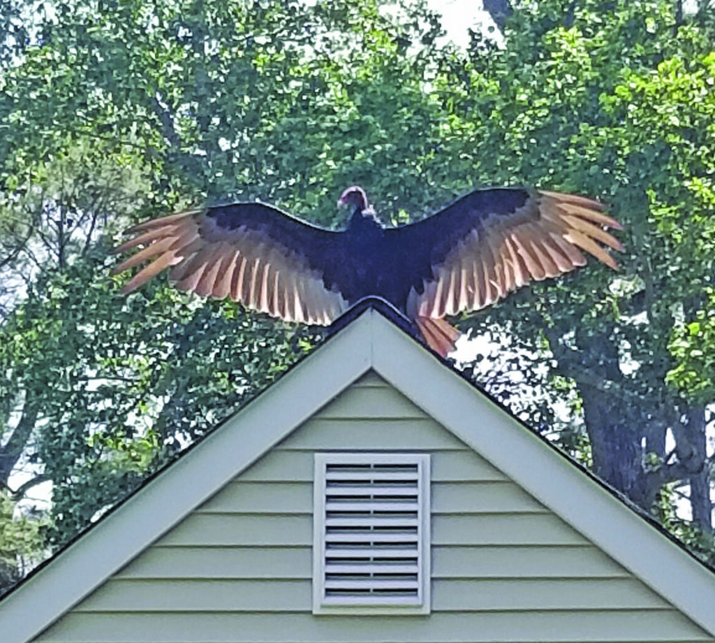 vulture angell