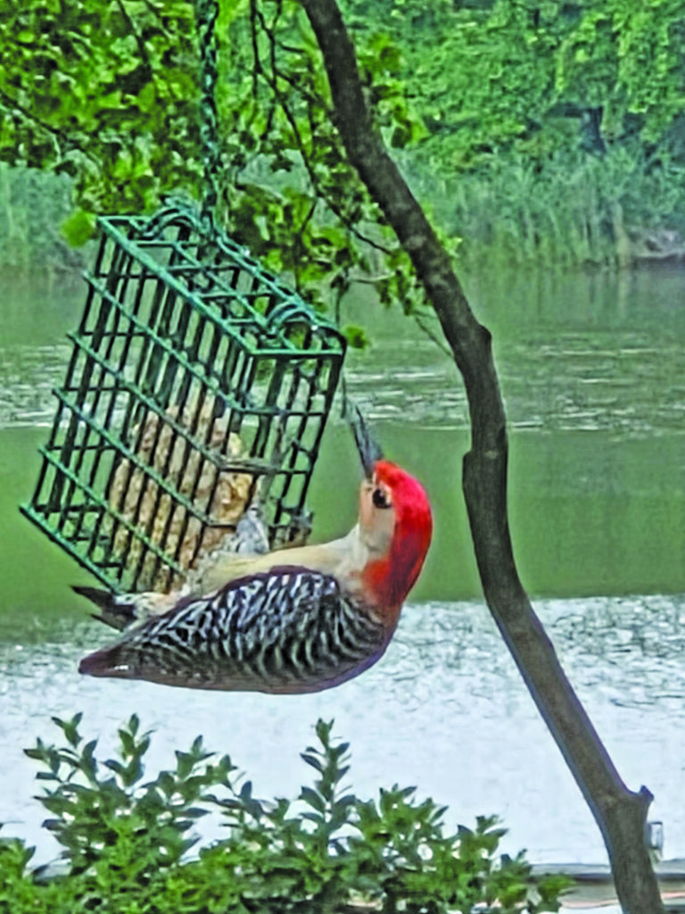 bird angell