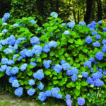 flower Menefee