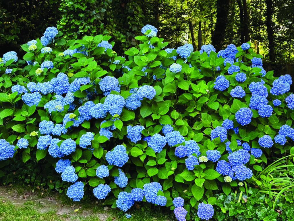 flower Menefee