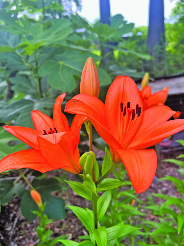 flower borja