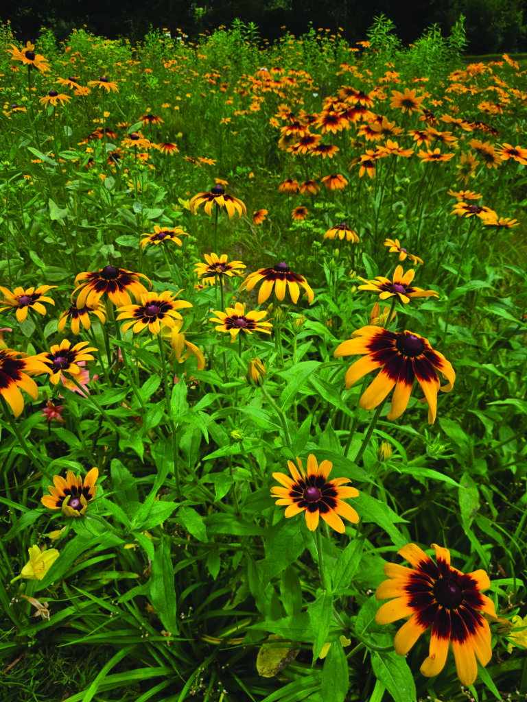 flower bowen 2