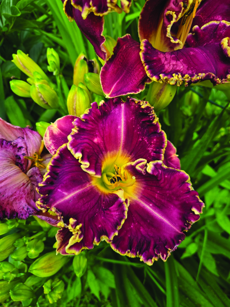 flower bowen