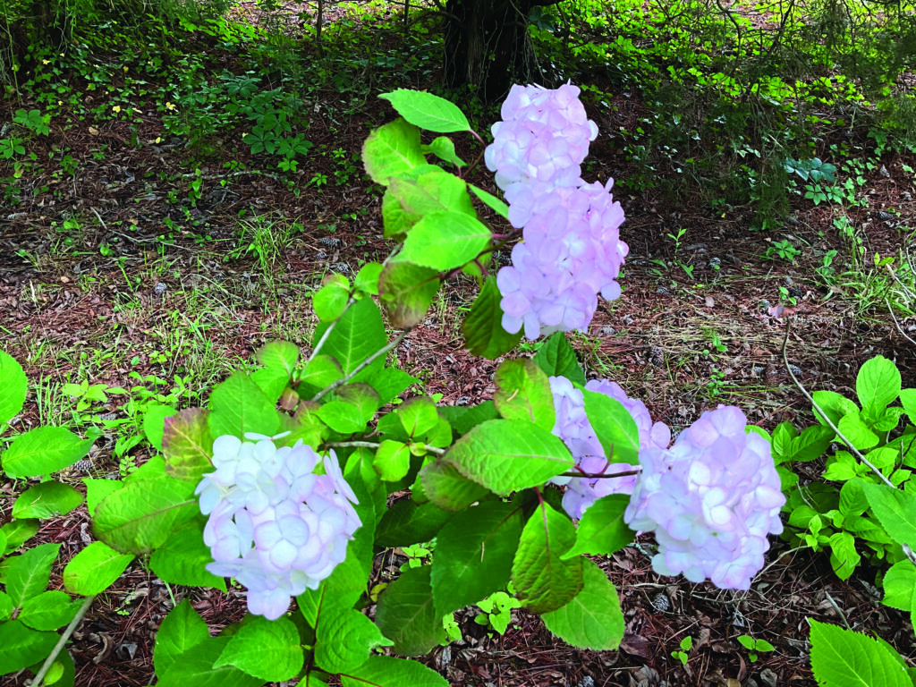 flower moughon Hydrangea Prezioso