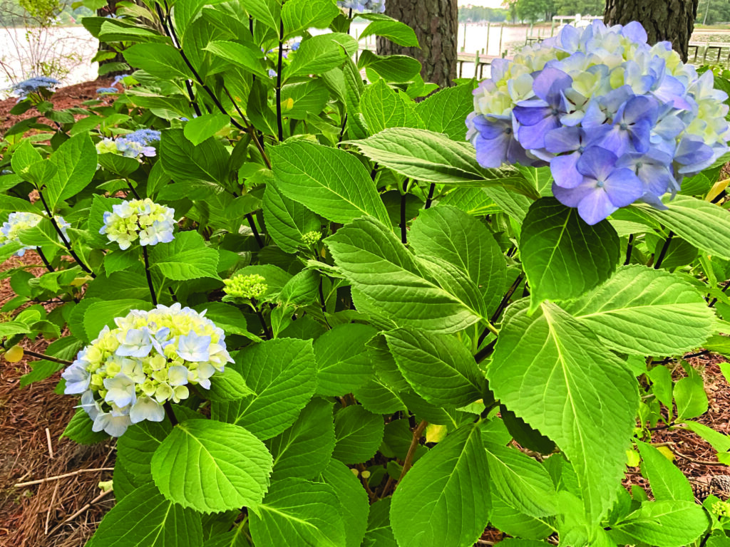 flower moughon Hydrangeas