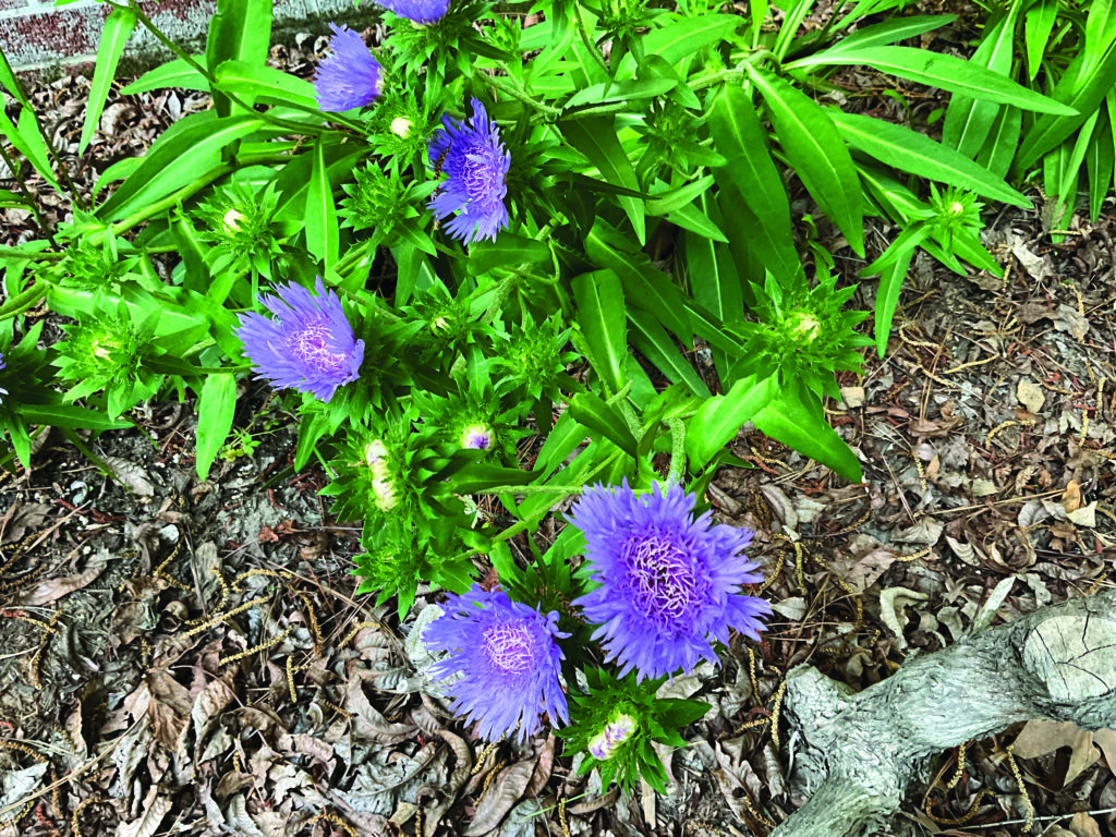flower moughon Stokes asters